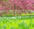 Pennsylvania-Wayne and Chanticleer Gardens springtime blooming crabapple and narcissus Art Print